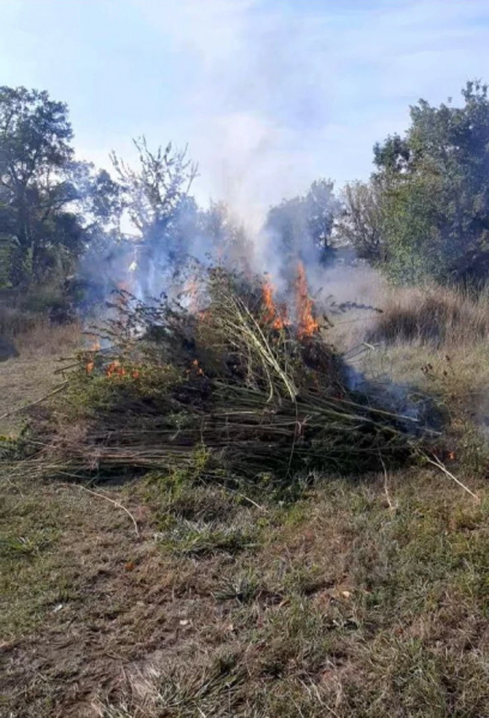 Полицейские уничтожили дикорастущую коноплю в одном из округов Ставрополья.