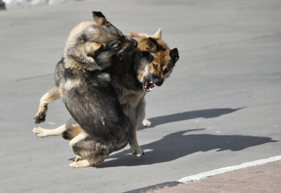 В Каргасокском районе происходят нападения на домашних животных