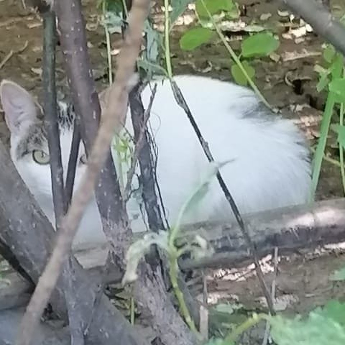 Нижегородские волонтеры разыскивают кошку, которая поселилась на острове  под метромостом - KP.RU