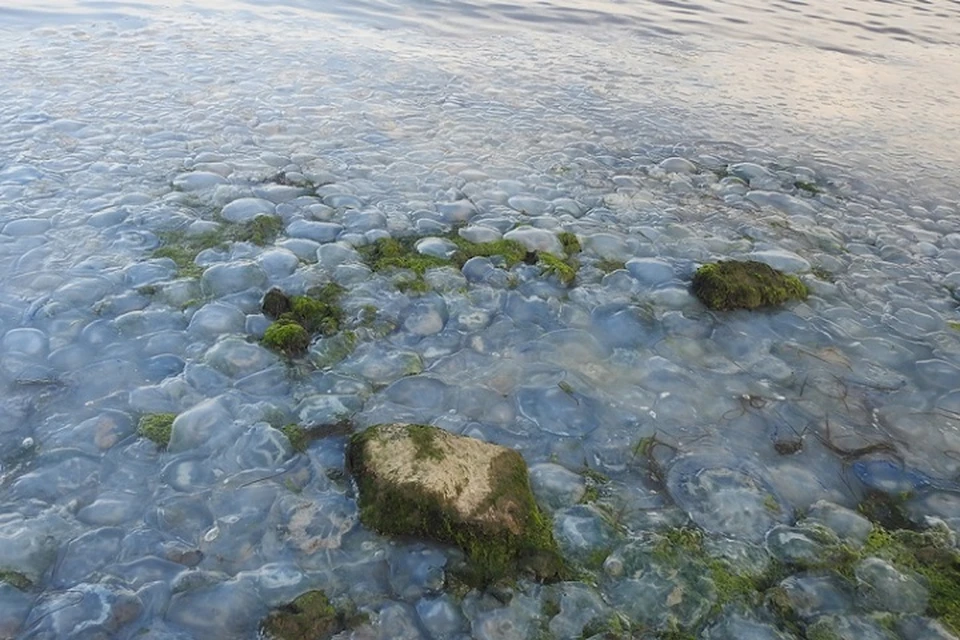 Кладбище медуз у берегов Керчи. Фото: Владимир Мордунов