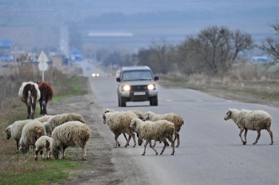 На трассе под Ростовом водитель отечественного авто снес стадо баранов.