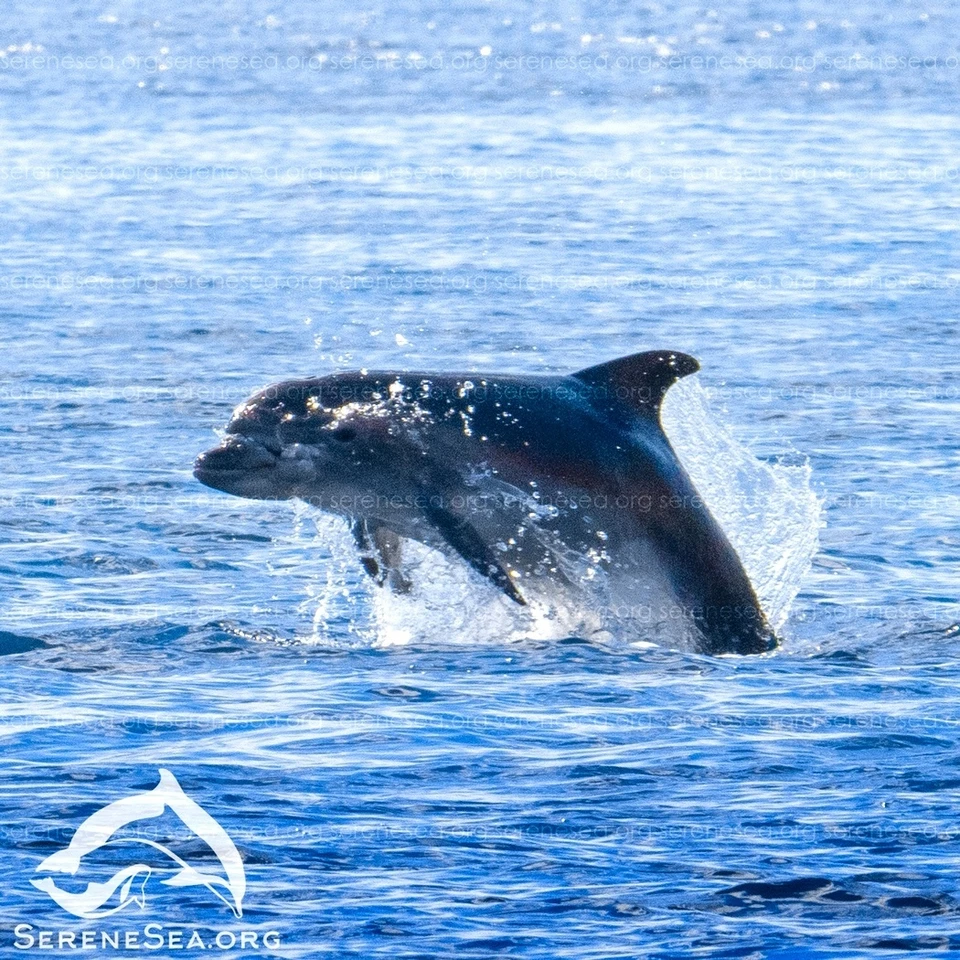 Афалина выглядит вполне здоровой. Фото: Центр реабилитации дельфинов «Безмятежное Море»/VK