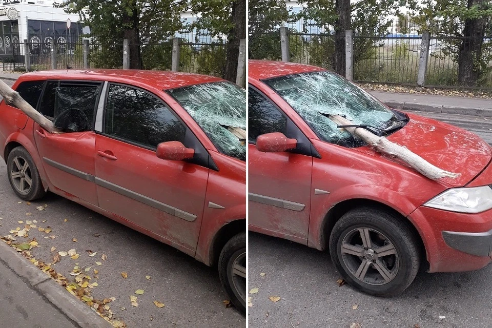В Кировске дерево прошило машину на улице. Фото: vk.com/spb_today
