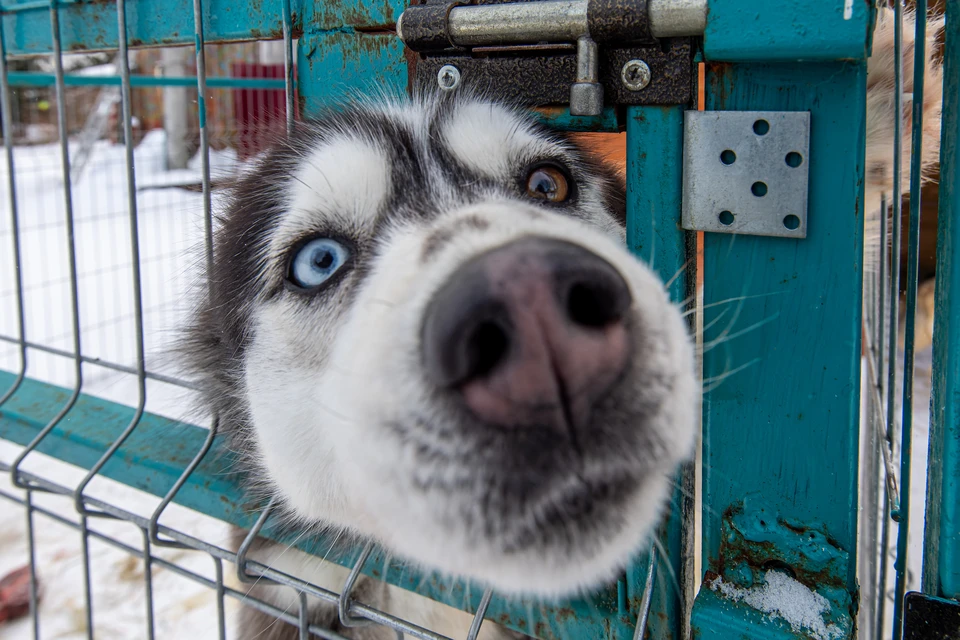 Горячая линия для мобилизованных владельцев собак и кошек открыта в Иркутской области