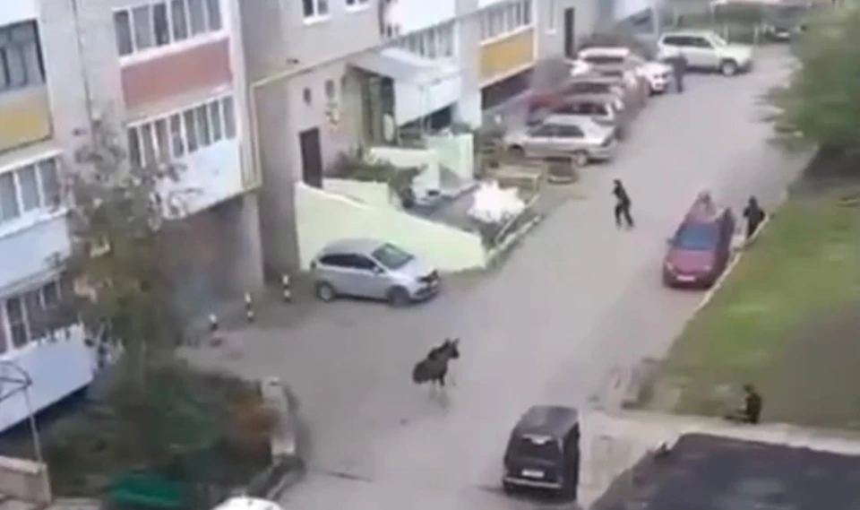 Лось помчался по улице мимо припаркованных возле дома автомобилей. Фото: скриншот видео
