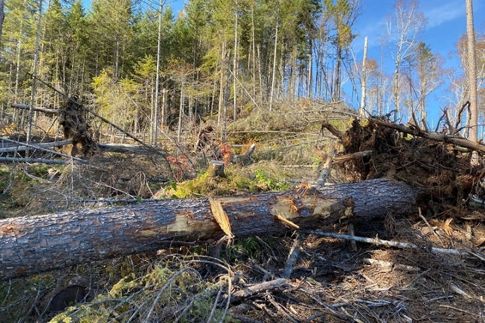 Хабаровский край районы лазо погода. Ведущие районы по лесозаготовке.