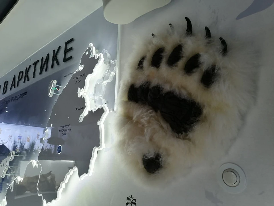 В Центральном парке Тулы всего на два дня открылась выставка «Каникулы в Арктике»