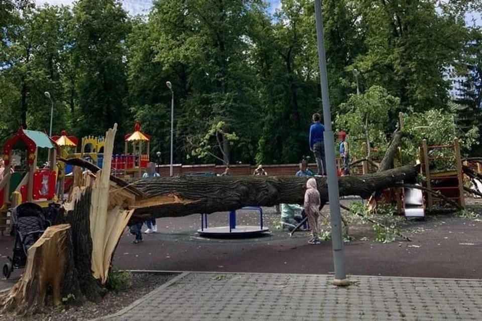 В рамках пилотного проекта устройства уже появились примерно на 10-20 деревьях