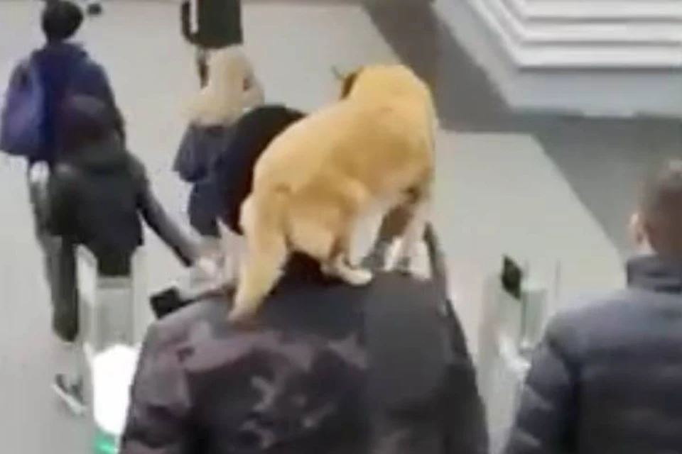 Собаку, сидящую на плечах у мужчины, заметили в метро в Петербурге