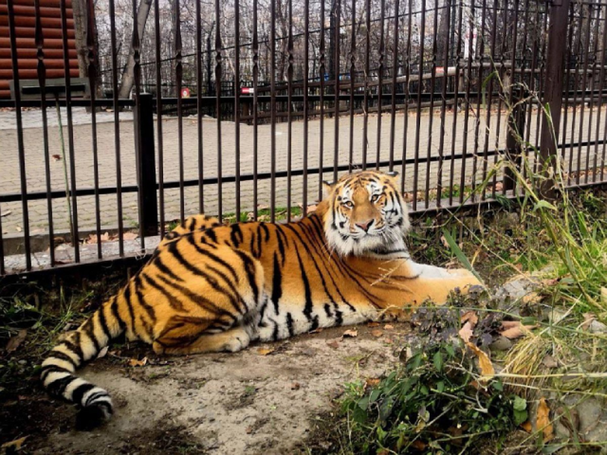 Tiger today. Тигр в зоосаде Хабаровск. Зоосад Хабаровск. Зоосад Приамурский Хабаровск. Тигр в Московском зоопарке.