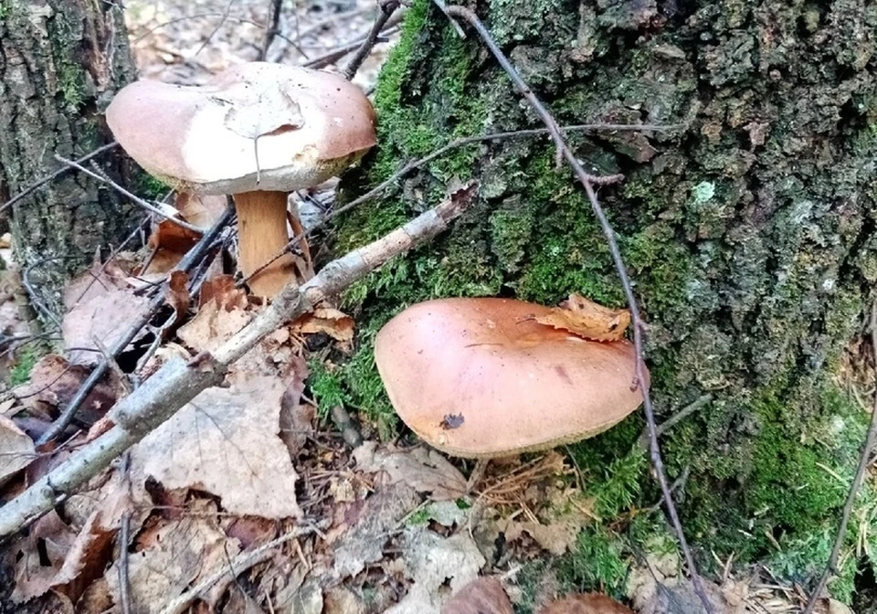 Иногда грибами лучше любоваться в лесу.