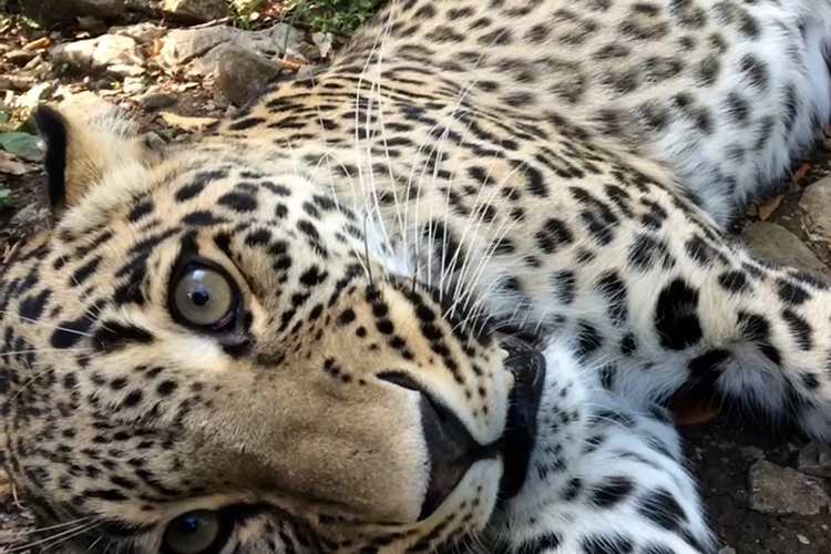 Первый леопард Центра восстановления в Сочи готовится к переезду в зоопарк