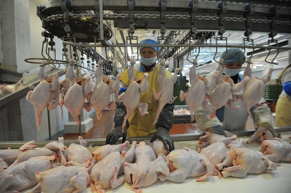 Сотни тысяч больных куриц уничтожено на Комсомольской птицефабрике