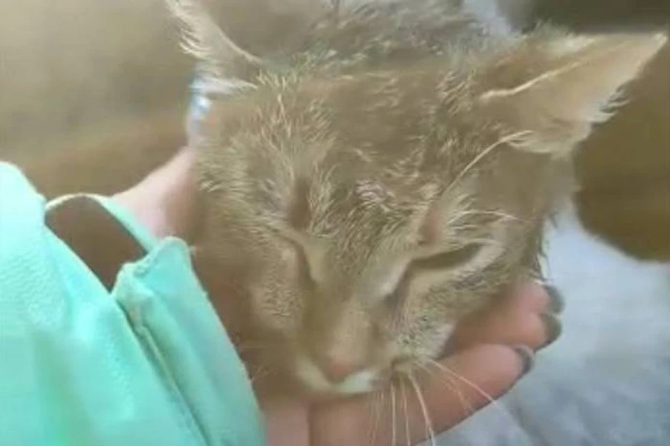Брошенную в мешок кошку спасли от смерти в канализационном люке в Усть-Илимске. Фото: Матвеева Е. И.