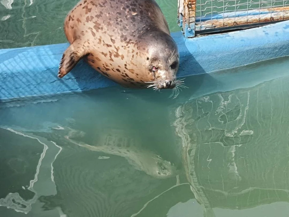 Фото: соцсети директора приморского реабилитационного центра для морских млекопитающих "Тюлень" Лоры Белоиван