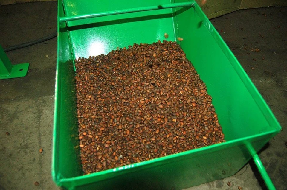 4.5 тонны кедрового ореха экспортировали в Китай из Бурятии. Фото: Управления Россельхознадзора по Иркутской области и Республике Бурятия.