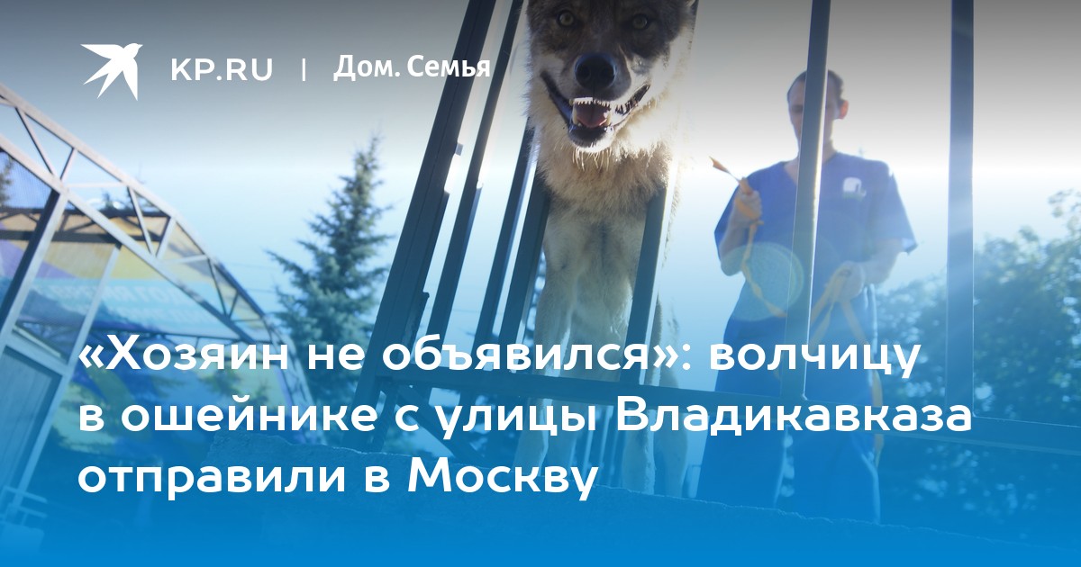 «Хозяин не объявился»: волчицу в ошейнике с улицы Владикавказа отправили в Москву - KP.RU