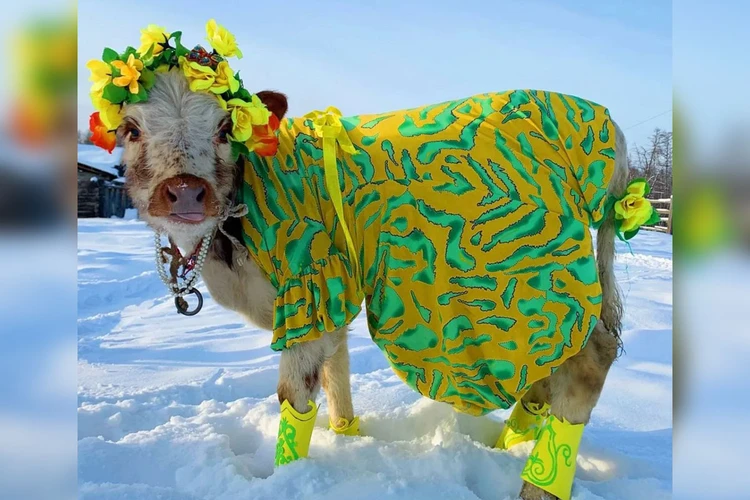 В Якутии провели конкурс красоты для коров