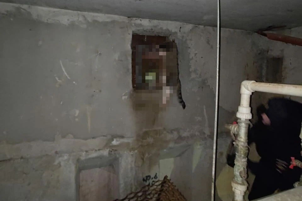 В Купчино в подвале дома нашли убитую кошку. Фото: vk.com/public185299830