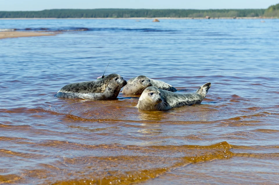 Какие рыбы водятся в финском заливе фото с названиями