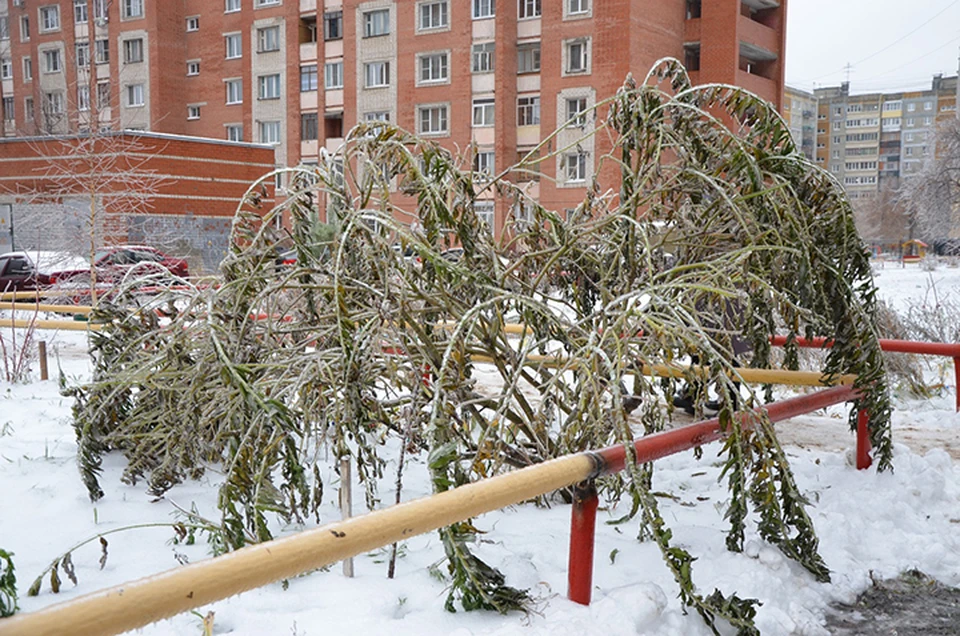 Режим ЧС ввели в 14 районах Нижегородской области из-за ледяного дождя.