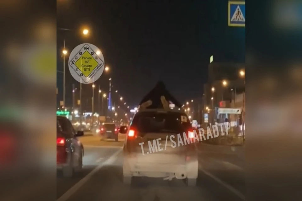 Автомобилист прокатил необычного пассажира по Московскому шоссе