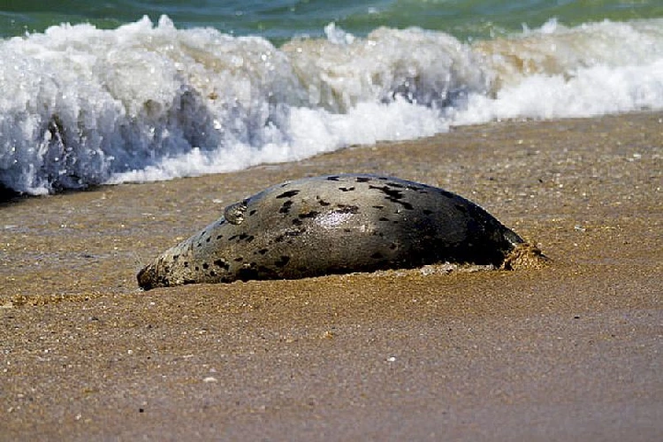 Около 700 мертвых тюленей выбросило на берег Каспия в Дагестане