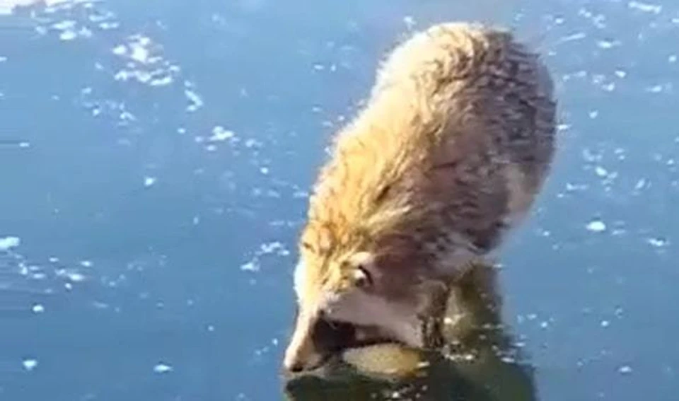 Фото: скриншот видео
