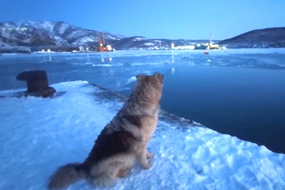 Спасатели МЧС на Камчатке эвакуировали застрявшую на льдине собаку. Кадр из видео МЧС РФ