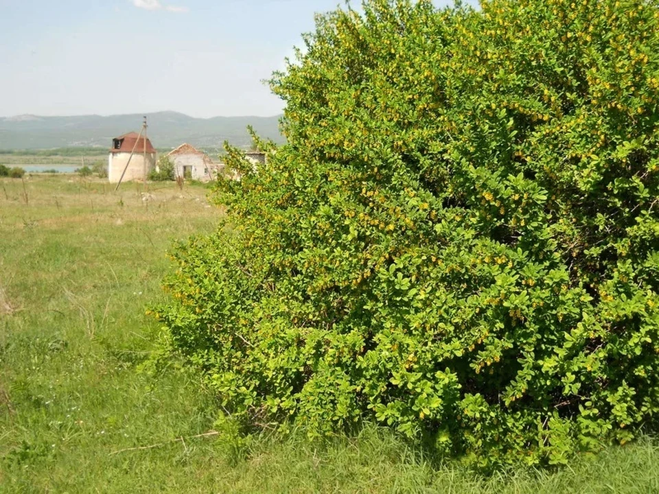 Дикие кустарники