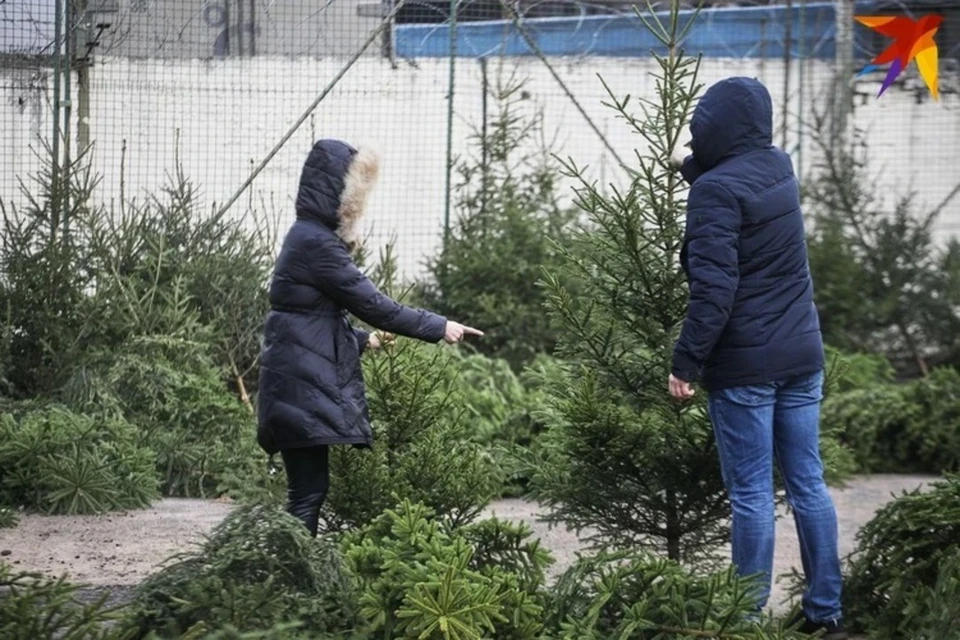 В МАРТ сказали, за сколько можно будет купить новогоднюю елку в Беларуси. Снимок носит иллюстративный характер.