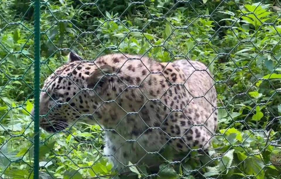 Фото: скриншот видео
