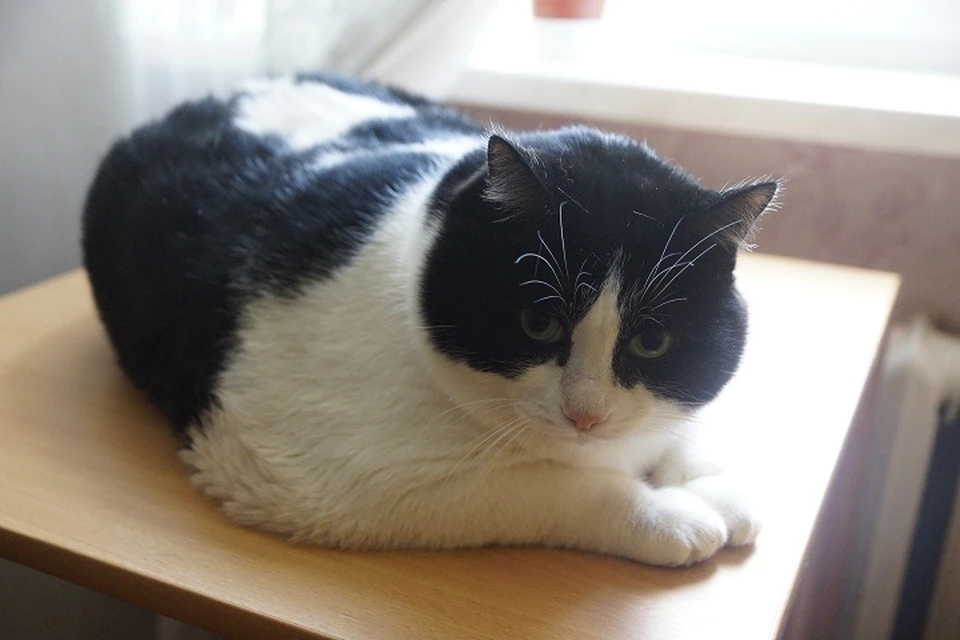 До кота можно было дотянуться удочкой