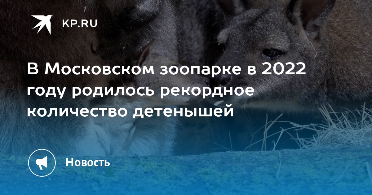 Ответь на вопросы по диаграмме где показано сколько детенышей родилось у некоторых зверей в зоопарке