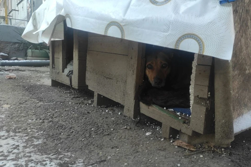 Бездомные псы прячутся от холода в будках во дворах многоэтажек.
