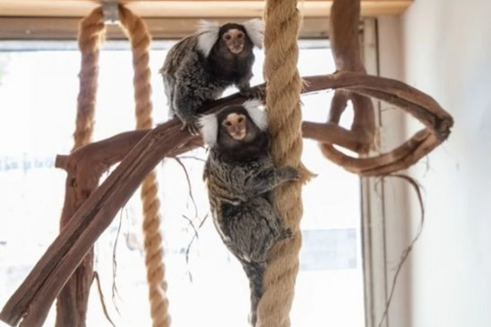 Игрунки – самые маленькие обезьяны. Фото: Ростовский зоопарк