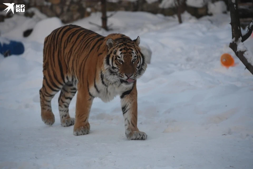Тигра встретили в Анучинском районе.