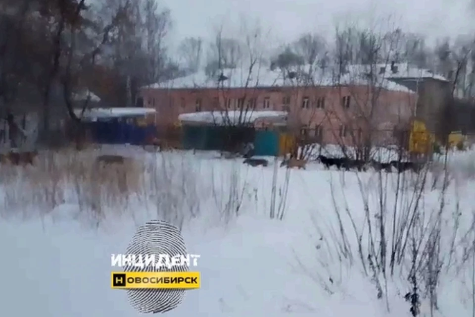 Собак заметили возле детского сада. Фото: скриншот из видео "Инцидент Новосибирск"