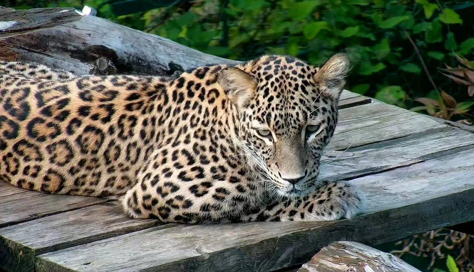 Фото: t.me/leopardcenter