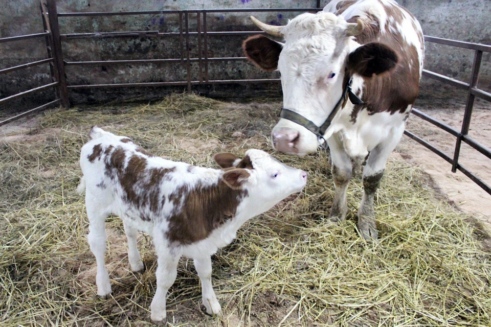 Телка живет под Подольском в институте животноводства имени академика Эрнста. Родилась в 2020 году у обычной коровы
