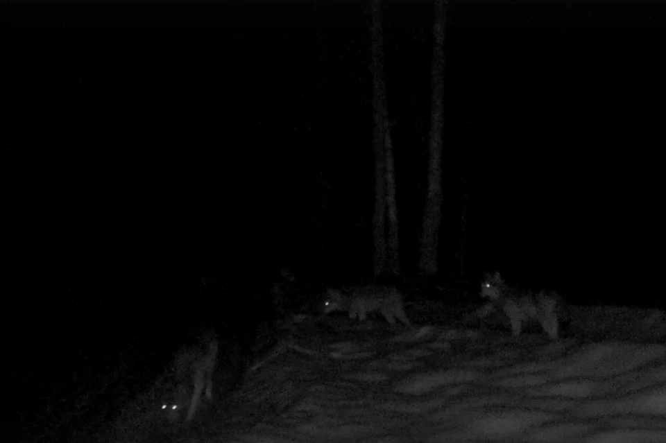 В Рязанской области обнаружена стая волков. Фото: скриншот видео на странице Кабаны и другие звери.