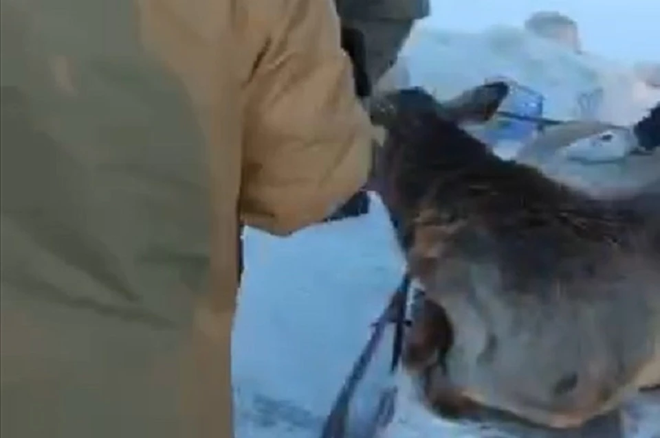 Подстреленную лосиху спасли в Хабаровском крае Фото: скриншот из видео