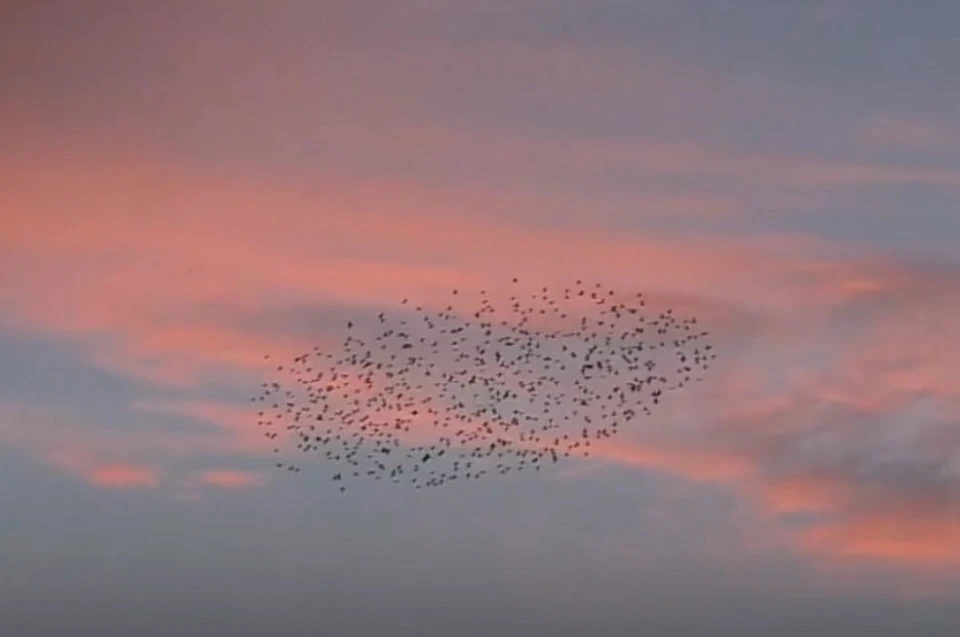 Птицы сбились вместе и парили в воздухе. Фото: скриншот видео