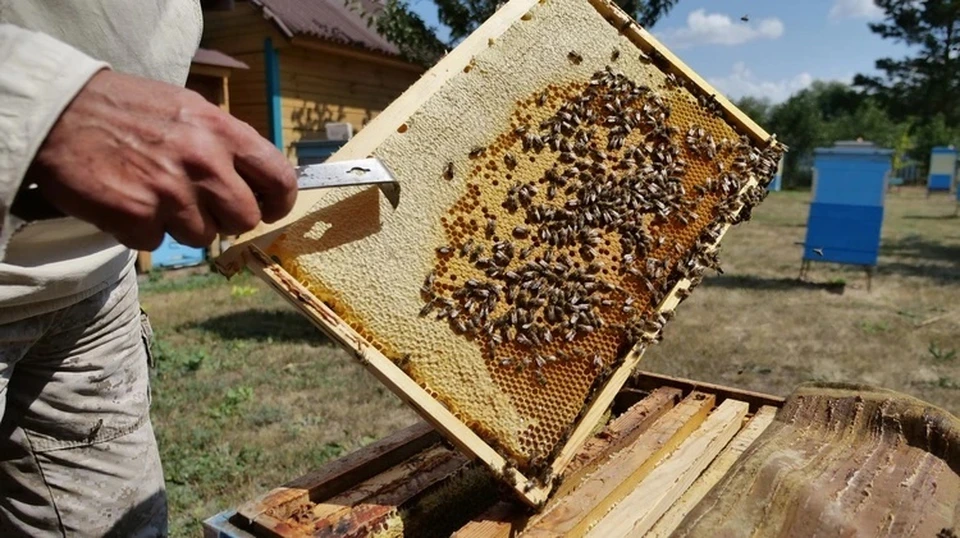 Пчелы заразились варроатозом