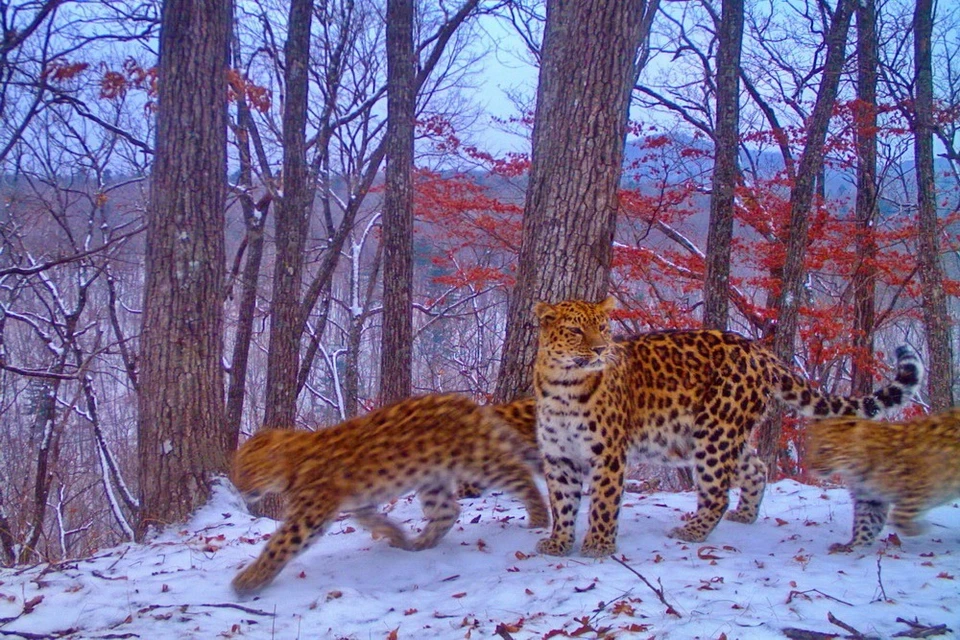 Новыми обитателями в историческом ареале станут леопарды, изъятые из дикой природы для реабилитации.