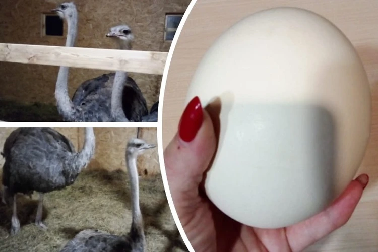 Два чуда в перьях: семья из Комсомольска держит страусов на ферме