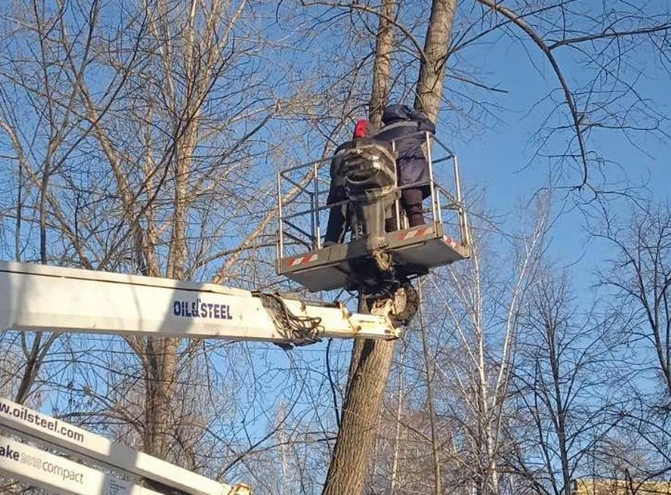 На минувшей неделе в городе снесли более ста деревьев