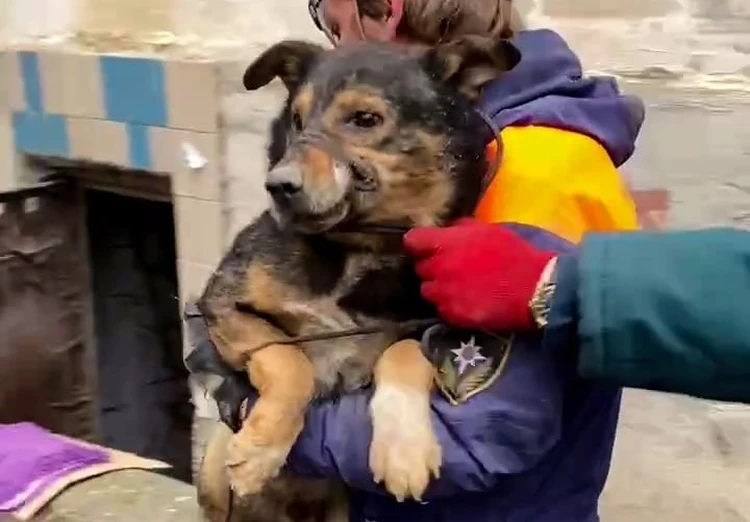 Застрял в погоне за кошкой: севастопольские спасатели намылили пса, чтобы вытащить его из узкого проема