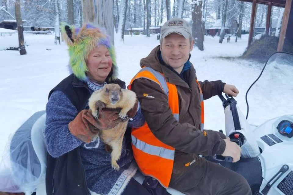 Сурок предсказал раннюю весну в Петербурге / Фото: Приют Белоснежки