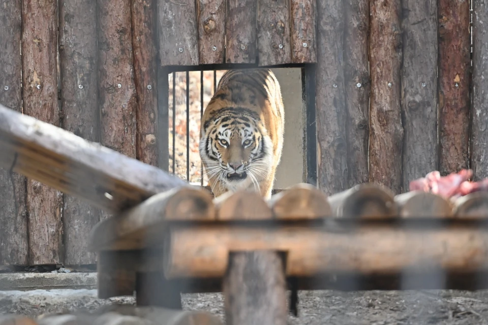 Охотуправление Хабаровского края получило разрешение на отлов взрослых амурских тигров
